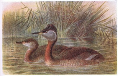 Red Necked Grebe by Archibald Thorburn